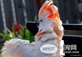 摩鹿加凤头鹦鹉会说话么 摩鹿加凤头鹦鹉能说话