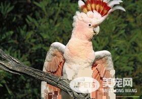 摩鹿加凤头鹦鹉会说话么 摩鹿加凤头鹦鹉能说话