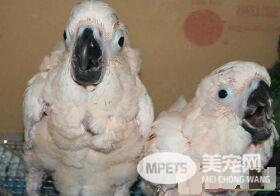 摩鹿加凤头鹦鹉雄性雌性差异 雄性鸟的虹膜为黑褐色