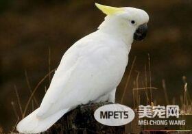 摩鹿加凤头鹦鹉雄性雌性差异 雄性鸟的虹膜为黑褐色
