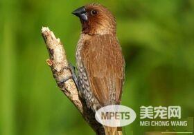 斑文鸟优点 斑文鸟的叫声会减少疲劳感