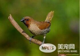 斑文鸟优点 斑文鸟的叫声会减少疲劳感