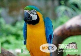 蓝喉金刚鹦鹉是北京市保护动物吗 是国家二级保护动物