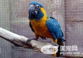 蓝喉金刚鹦鹉是北京市保护动物吗 是国家二级保护动物