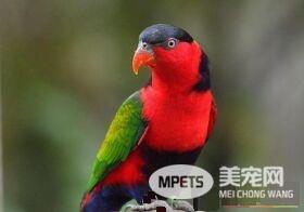 黑顶吸蜜鹦鹉好养吗 黑顶吸蜜鹦鹉的饮食养护