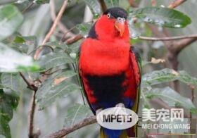 黑顶吸蜜鹦鹉好养吗 黑顶吸蜜鹦鹉的饮食养护