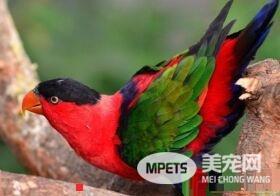 黑顶吸蜜鹦鹉如何分辨公母 公的鹦鹉体色比较红