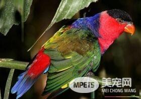 黑顶吸蜜鹦鹉如何分辨公母 公的鹦鹉体色比较红