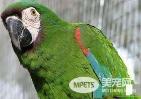 栗额金刚鹦鹉如何分出公母 观看头型可以分辨出来