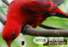 红色吸蜜鹦鹉怎么样 红色吸蜜鹦鹉饲养容易