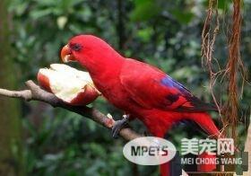 红色吸蜜鹦鹉怎么样 红色吸蜜鹦鹉饲养容易
