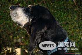 黑褐猎浣熊犬看家能力 黑褐猎浣熊犬看家能力强