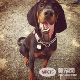 黑褐猎浣熊犬吃什么 黑褐猎浣熊犬喂食要点