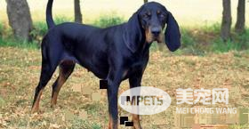 黑褐猎浣熊犬吃什么 黑褐猎浣熊犬喂食要点