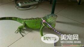 绿鬣蜥种类 绿鬣蜥品种分为红鬣蜥和蓝鬣蜥