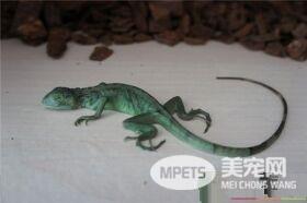 绿鬣蜥是变色龙吗 绿鬣蜥不是变色龙