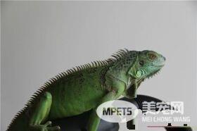 绿鬣蜥是变色龙吗 绿鬣蜥不是变色龙