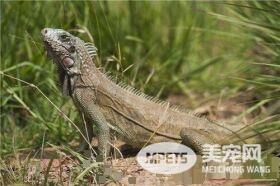 绿鬣蜥怎么繁殖 绿鬣蜥繁殖需要注意的事项