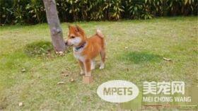 柴犬智商高吗 柴犬是一种比较聪明的狗狗