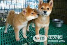 柴犬智商高吗 柴犬是一种比较聪明的狗狗