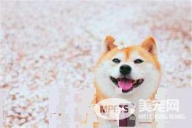 柴犬咬人吗 怎么训练柴犬才会不咬人