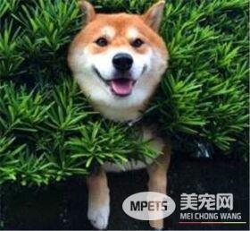 柴犬咬人吗 怎么训练柴犬才会不咬人
