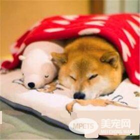 柴犬喜叫程度 柴犬吠叫的八大主要原因