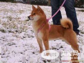 柴犬喜叫程度 柴犬吠叫的八大主要原因