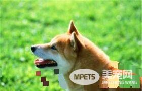 柴犬是小型秋田犬吗 秋田犬和柴犬的区别