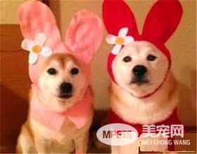 柴犬是小型秋田犬吗 秋田犬和柴犬的区别