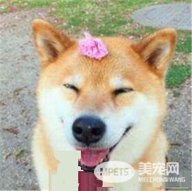 柴犬身高 雄性柴犬肩高在36到41厘米