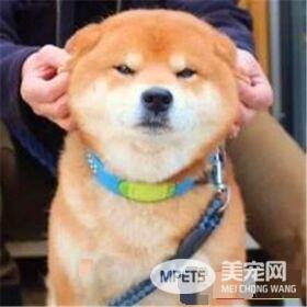 柴犬身高 雄性柴犬肩高在36到41厘米