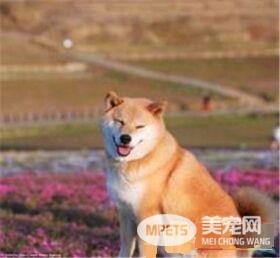 柴犬缺点 柴犬出门容易跟别的犬只斗殴
