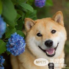 柴犬缺点 柴犬出门容易跟别的犬只斗殴