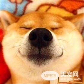 柴犬秋田犬的区别 柴犬秋田犬体貌上的区别