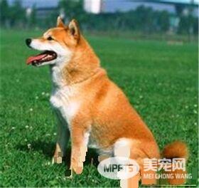 柴犬秋田犬的区别 柴犬秋田犬体貌上的区别