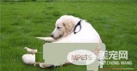 大白熊犬不吃东西 大白熊犬的喂养方法