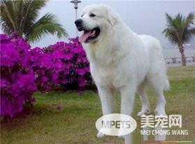 大白熊犬不吃东西 大白熊犬的喂养方法