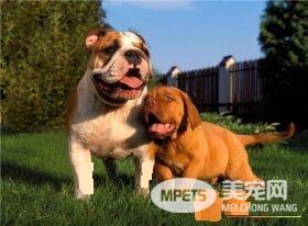 纯种英国斗牛犬怎么看 通过身体特征来判断