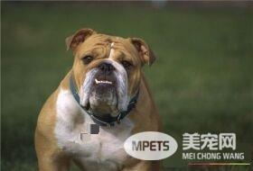 纯种英国斗牛犬怎么看 通过身体特征来判断