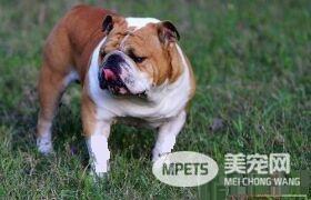 纯种英国斗牛犬如何养 喂养斗牛犬要用平底碗