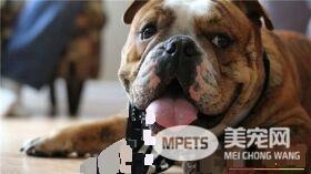 纯种英国斗牛犬如何养 喂养斗牛犬要用平底碗