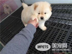 纯种松狮犬的舌头 纯种松狮犬的舌头是什么颜色