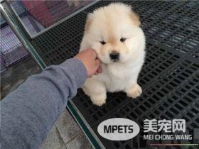 纯种松狮犬的舌头 纯种松狮犬的舌头是什么颜色