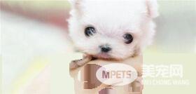 茶杯泰迪犬怎么养 出生后6周左右就断奶