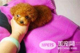 茶杯泰迪犬怎么养 出生后6周左右就断奶