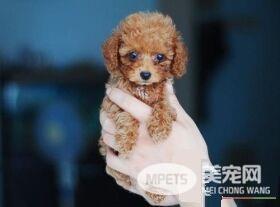茶杯泰迪犬一般最高长到多少 肩高不超过8英寸
