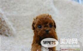 茶杯泰迪犬外形特点 外形和玩具泰迪熊犬类似