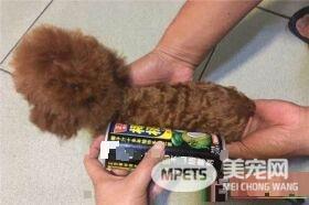 茶杯泰迪犬鉴别 茶杯泰迪犬的鉴别方法
