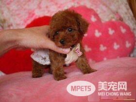 茶杯泰迪犬鉴别 茶杯泰迪犬的鉴别方法
